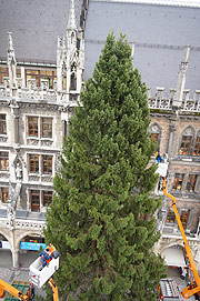was für eine herrliche Fichte: der Baum aus Bad Kohlgrub steht vor dem Münchner Rathaus auf dem Marienplatz (©Foto: Martin Schmitz)